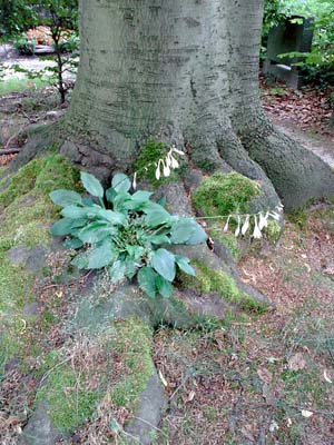 Buche mit Hosta Buche mit Hosta