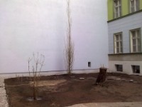 Baum-und Strauchpflanzung