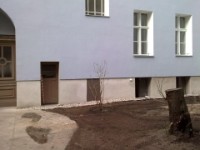 Asphalt mit Pflanzlinsen