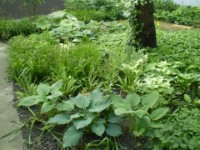 Hosta, Carex & Farne