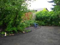 vorhandene Traubenkirsche vor dem Farngarten