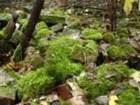 Naturschutz/Landschaftspflege Naturschutz/Landschaftspflege